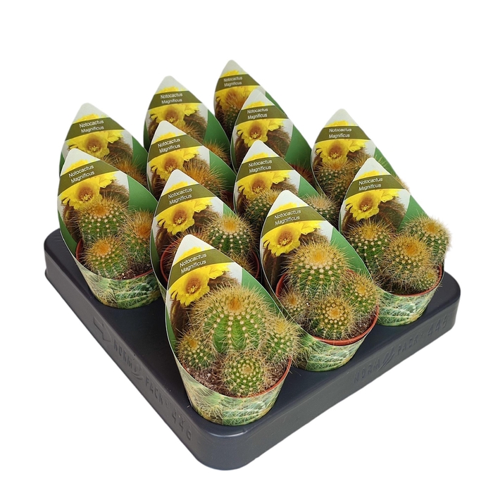 <h4>PARODIA WARASII</h4>