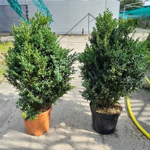 Buxus Sempervirens struik 90-100c15