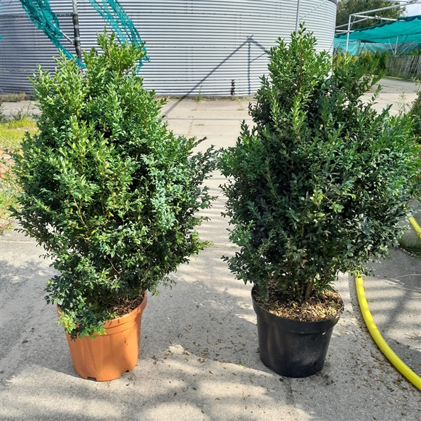 <h4>Buxus Sempervirens struik 90-100c15</h4>