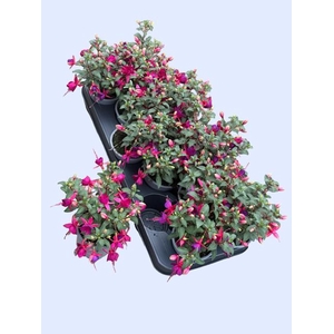 FUCHSIA GENERAL MONK