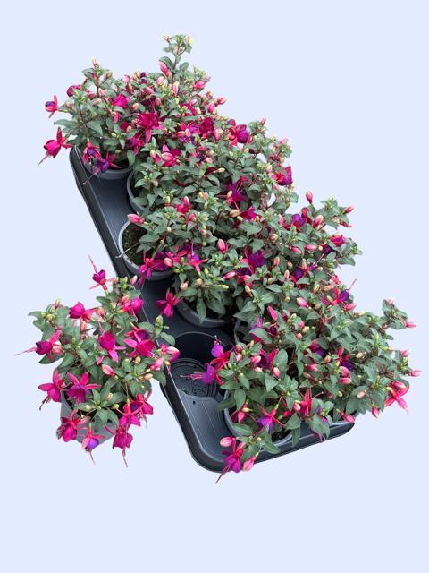 <h4>FUCHSIA GENERAL MONK</h4>