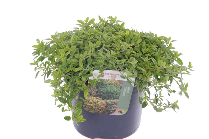 <h4>Thymus X Citriodorus Aureus</h4>