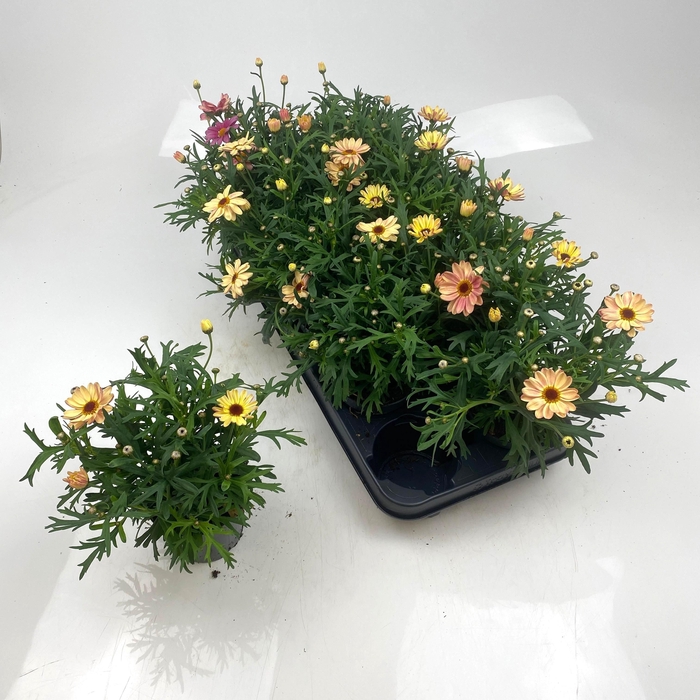 <h4>ARG LA RITA GEM</h4>