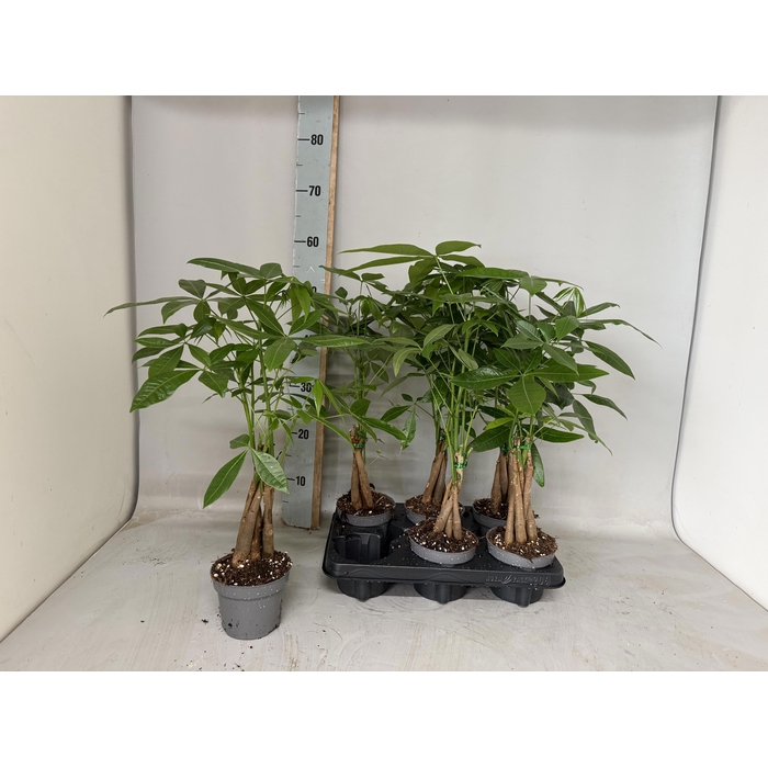 <h4>PACHIRA AQUATICA</h4>