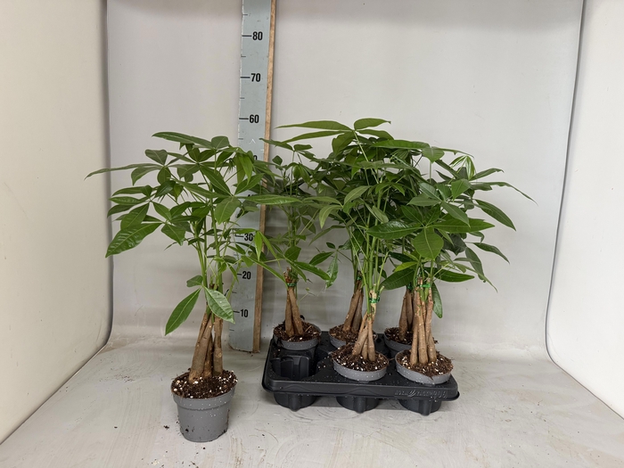 PACHIRA AQUATICA