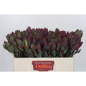 Leucadendron Senorita
