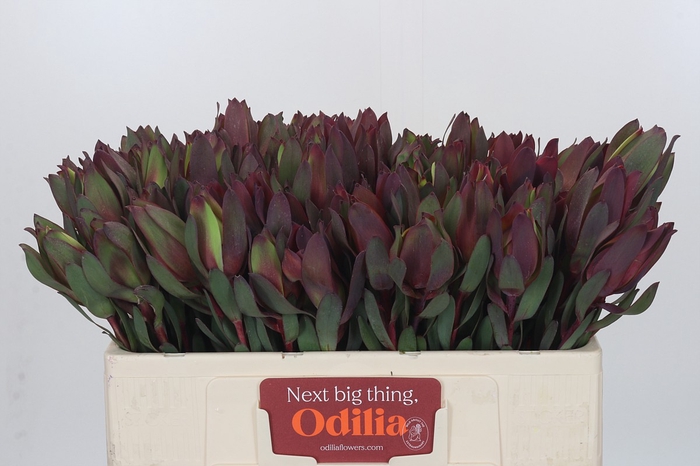 <h4>Leucadendron Senorita</h4>