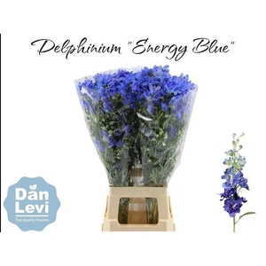 DELPH EN ENERGY BLUE