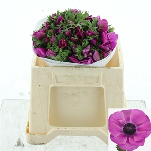 ANEM CO MIS + FUCSIA