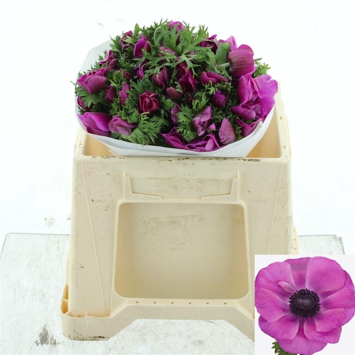 <h4>ANEM CO MIS + FUCSIA</h4>