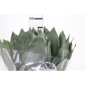 FOLHAGEM ASPIDISTRA ELATIOR 060 CM