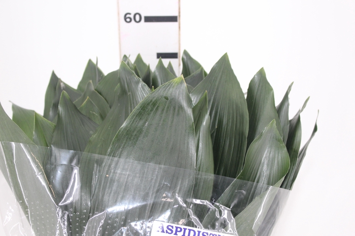 <h4>FOLHAGEM ASPIDISTRA ELATIOR 060 CM</h4>