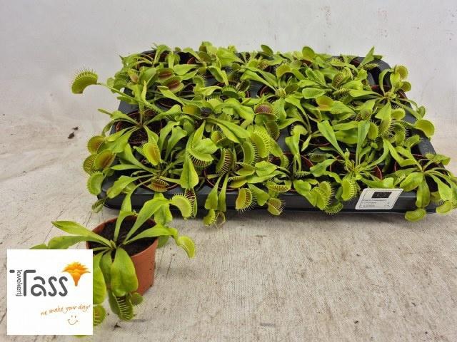 <h4>DIONAEA MUSCIPULA</h4>