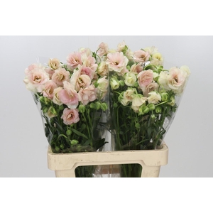 Ranunculus Butterfly Ariadne