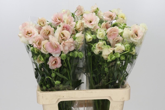<h4>Ranunculus Butterfly Ariadne</h4>