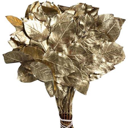 <h4>Salal Tip Geverfd</h4>