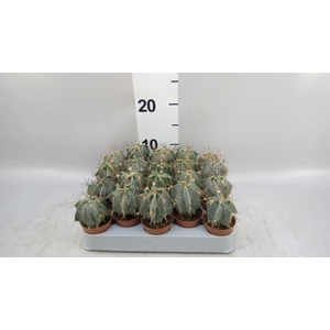 Astrophytum ornatum
