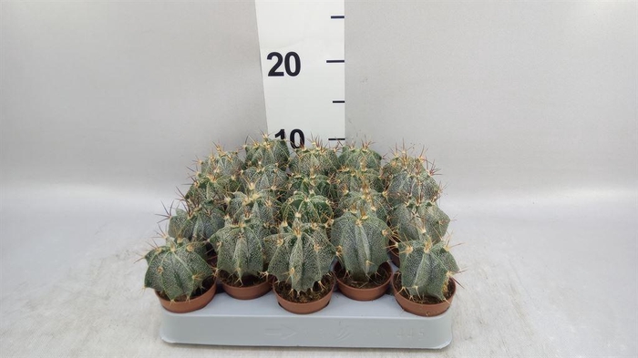 <h4>Astrophytum ornatum</h4>
