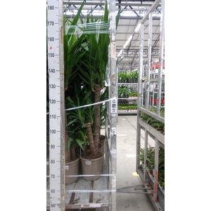 Yucca ...