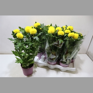 Chrys Fp Yellow