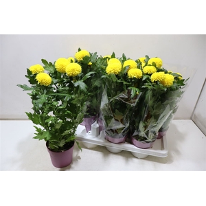 Chrys Fp Yellow