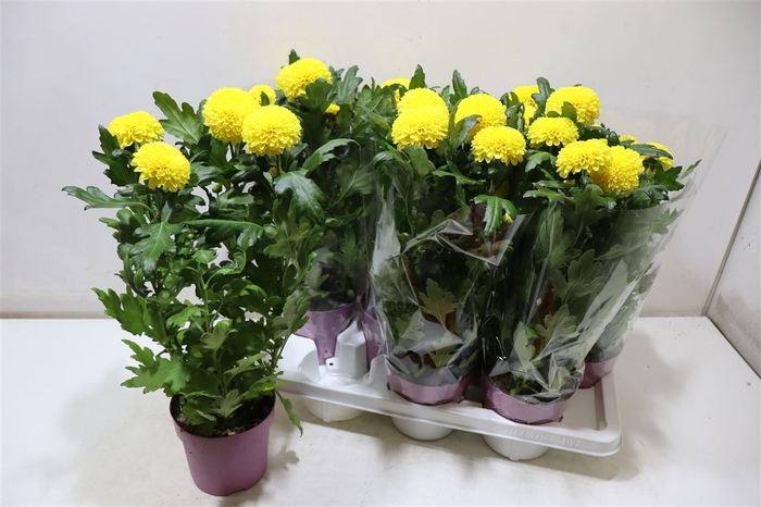 <h4>Chrys Fp Yellow</h4>