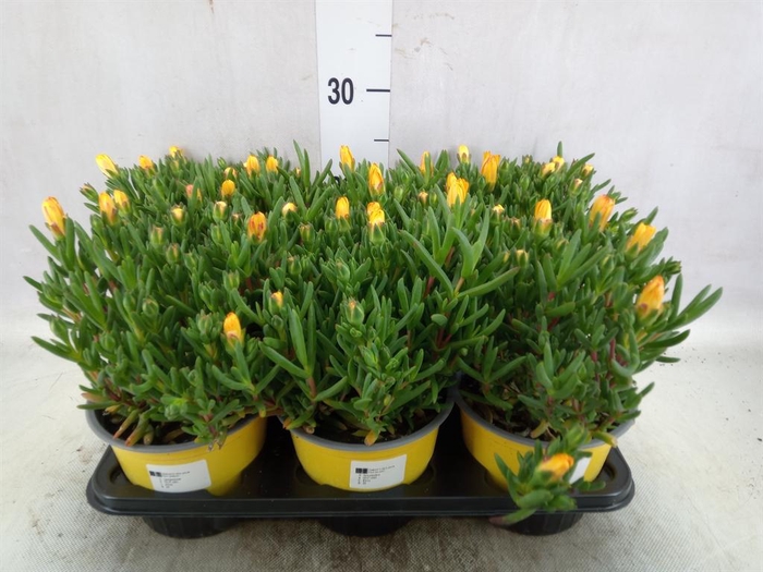 <h4>Lampranthus roseus</h4>