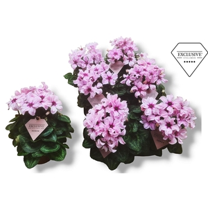 Cyclamen pers. KLBL Illusia