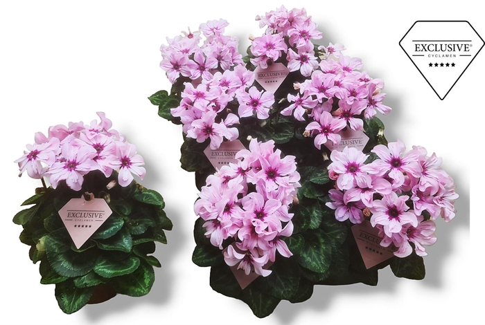 <h4>Cyclamen pers. KLBL Illusia</h4>