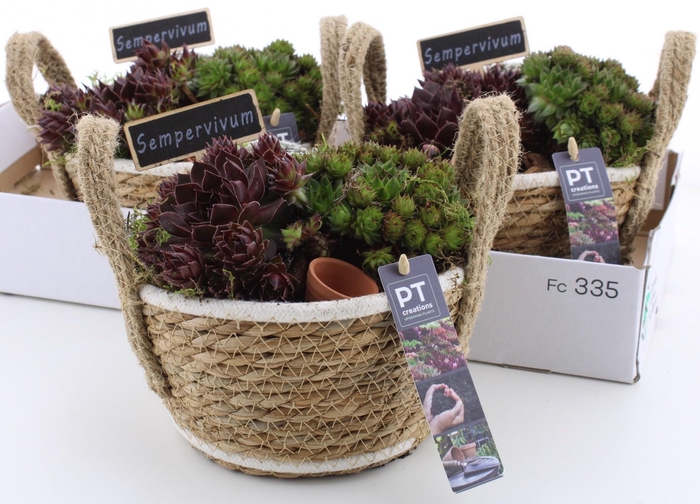 <h4>ARR SEMPERVIVUM</h4>