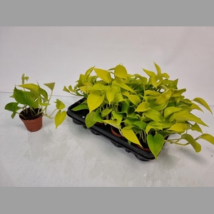 EPIPR GOLDEN POTHOS