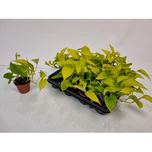 Epipremnum Pinnatum 'Golden Pothos'