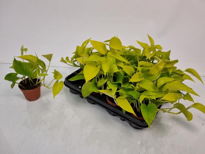 <h4>Epipremnum Pinnatum 'Golden Pothos'</h4>