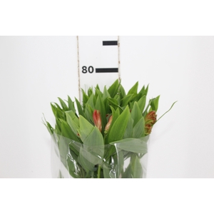 ALSTROEMERIA CINNAMON 080 CM