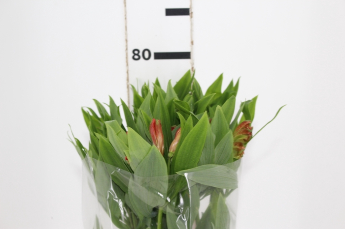 <h4>ALSTROEMERIA CINNAMON 080 CM</h4>