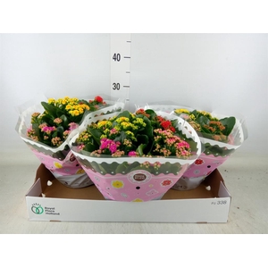 Kalanchoe blos.   ..rosebud mix/pot