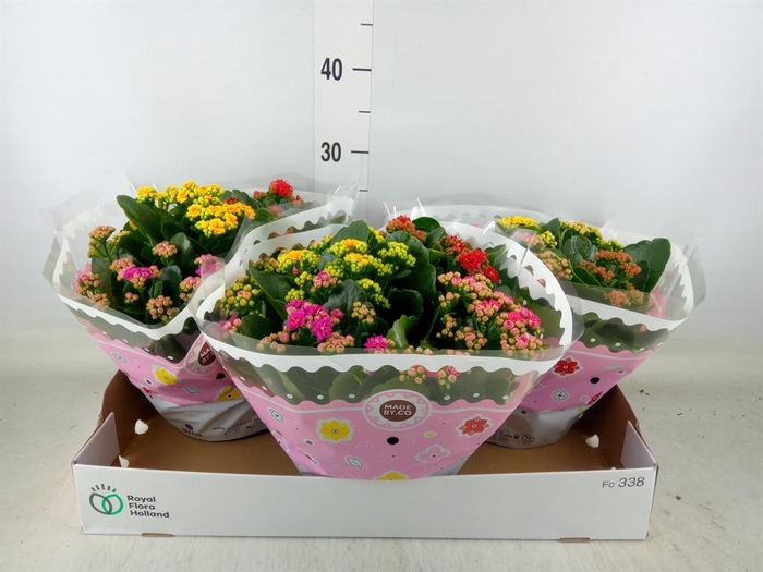 <h4>Kalanchoe blos. ..rosebud mix/pot</h4>