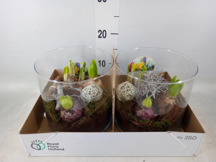 <h4>Arr. Bol/Knolgewas L%</h4>