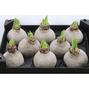 HIPPEASTRUM WAX GLITTER GOLD