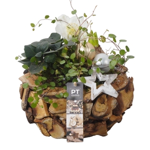 Arr.   Tuinplanten H%