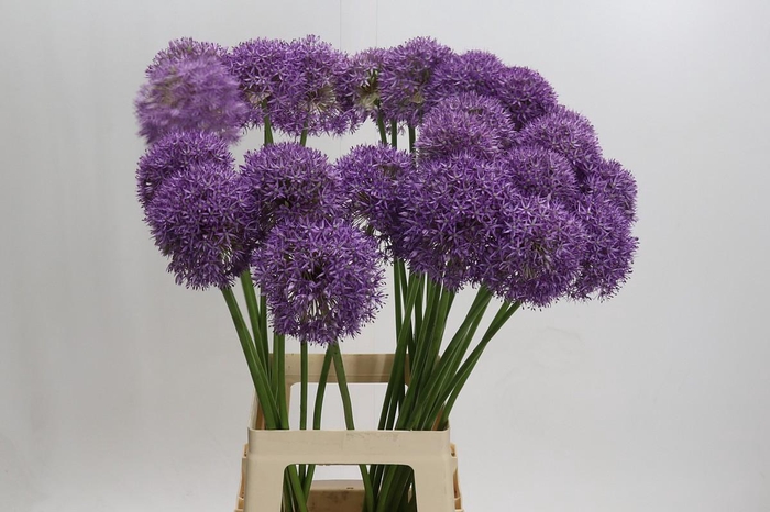 <h4>Allium Pinball Wizard</h4>