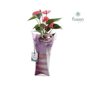 Glazen Twistervaas met Anthurium