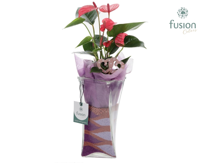 <h4>Glazen Twistervaas met Anthurium</h4>