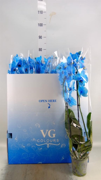 <h4>Phalaenopsis   ...</h4>