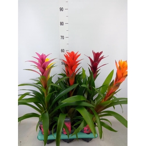 Guzmania   ...mix