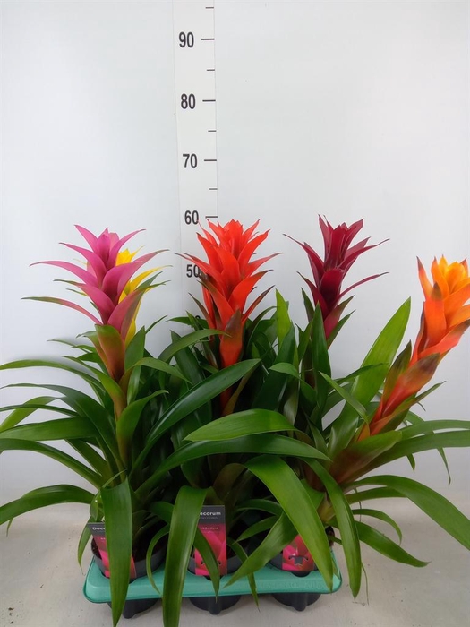 <h4>Guzmania ...mix</h4>