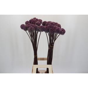 Allium Summer Drummer