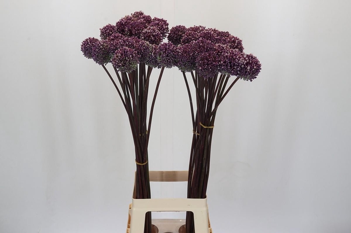 <h4>Allium Summer Drummer</h4>