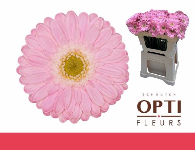 <h4>GE MI BABBLE</h4>