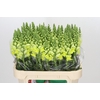 Antirrhinum Opus Yellow